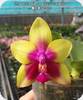 Phal. Miki Mok Choi Bear Queen 774